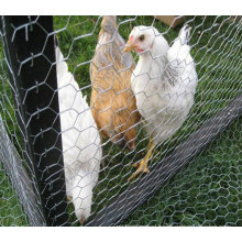 Galvanized Chicken Wire Mesh with Good Quality (TS-J601)